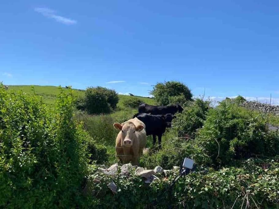 Bumblebee Cottage Donegal Town Extérieur photo
